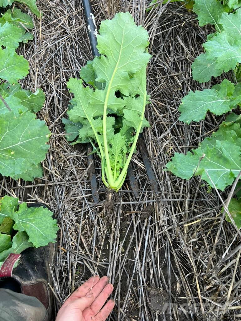 Horsch Focus 6 TD Siewniki