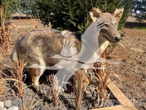 Coyote  Maszyny budowlane - Inne