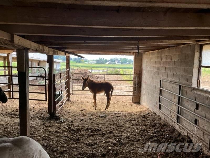  Mule Colt Inny sprzęt do obsługi inwentarza żywego