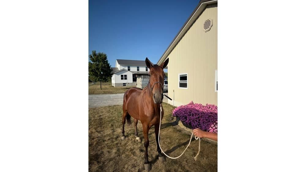  Horse Standardbred Inny sprzęt do obsługi inwentarza żywego