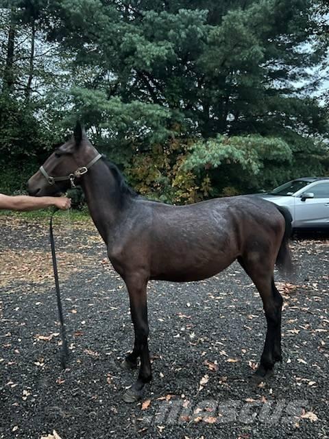  Horse Standardbred Inny sprzęt do obsługi inwentarza żywego