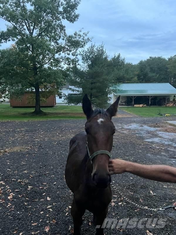  Horse Standardbred Inny sprzęt do obsługi inwentarza żywego