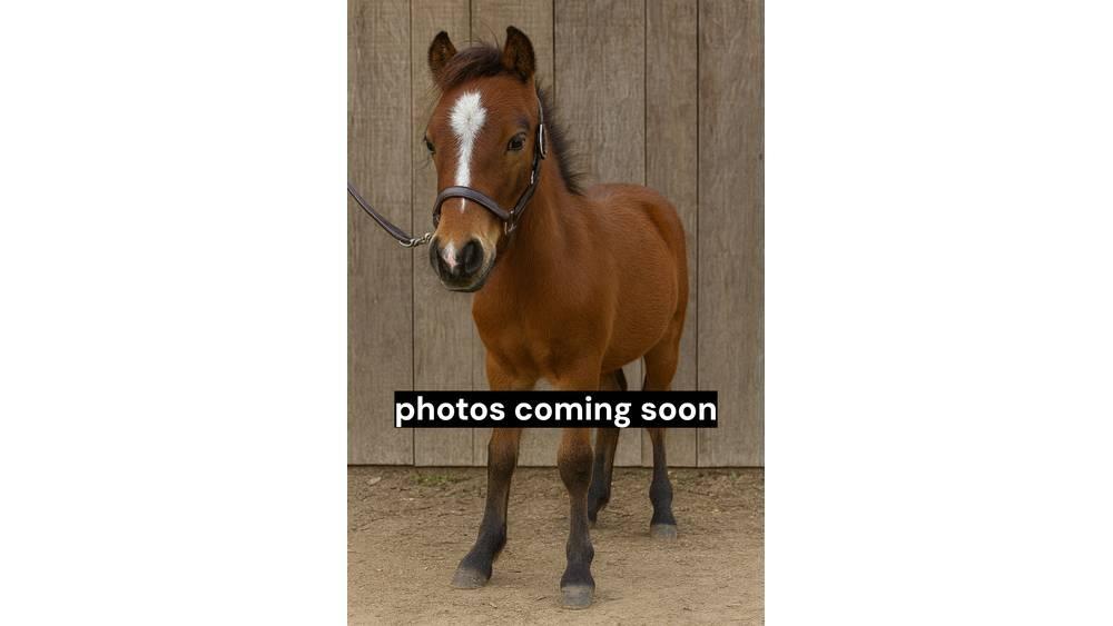  Pony Stallion 35in Dojarki