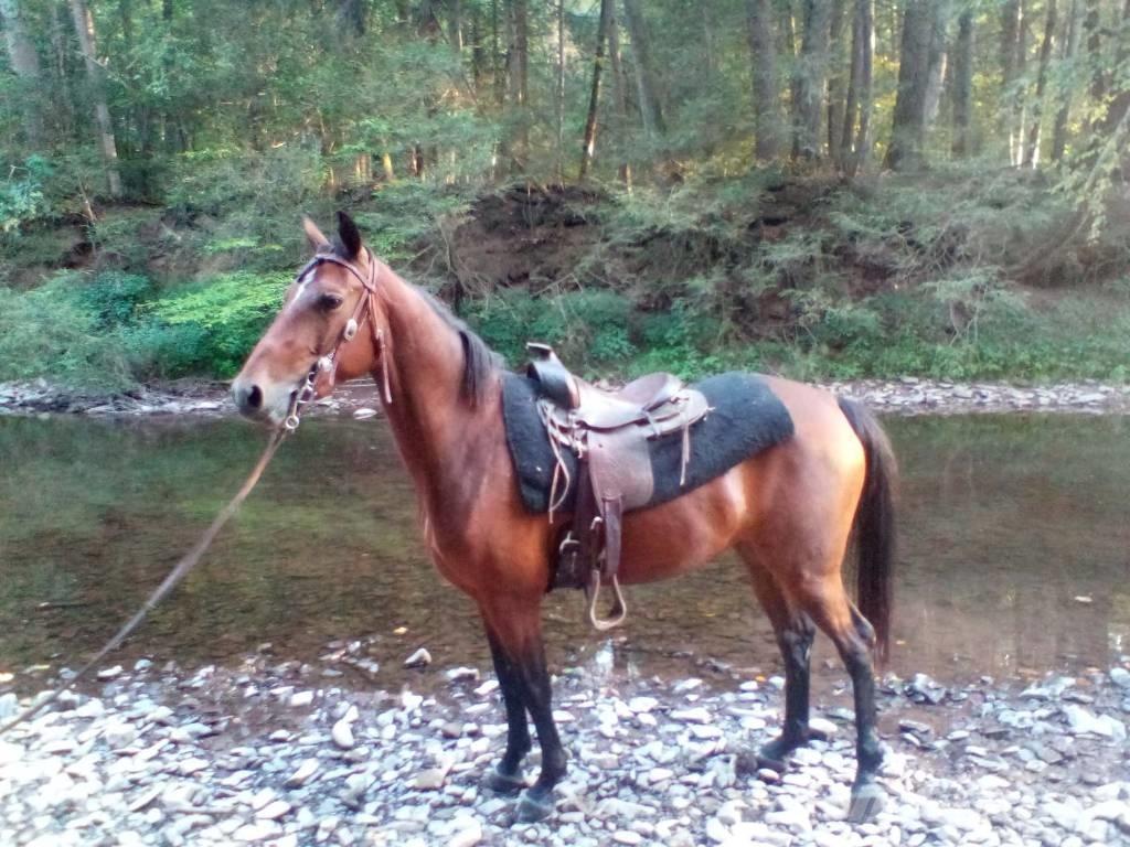 Morgan Mare Inny sprzęt do obsługi inwentarza żywego