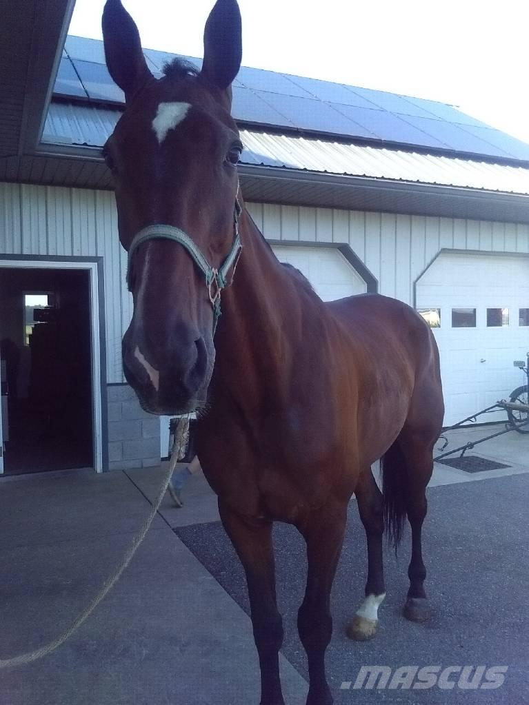  Standardbred Gelding Dojarki