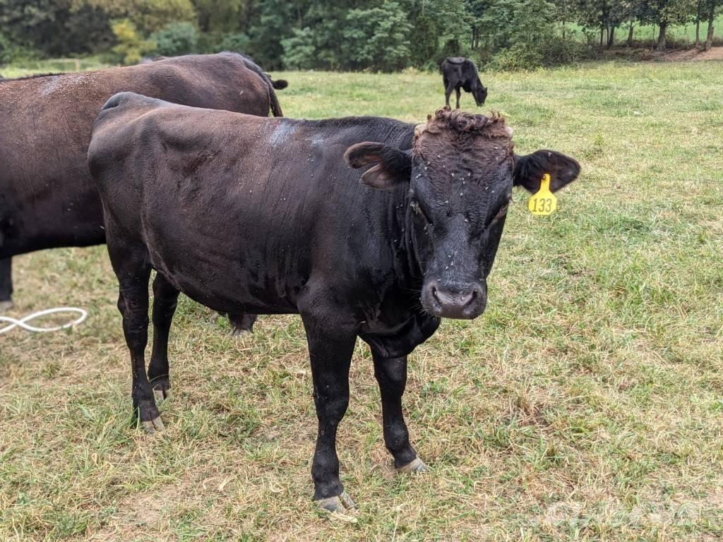 Bull (Organic Farm) Dojarki