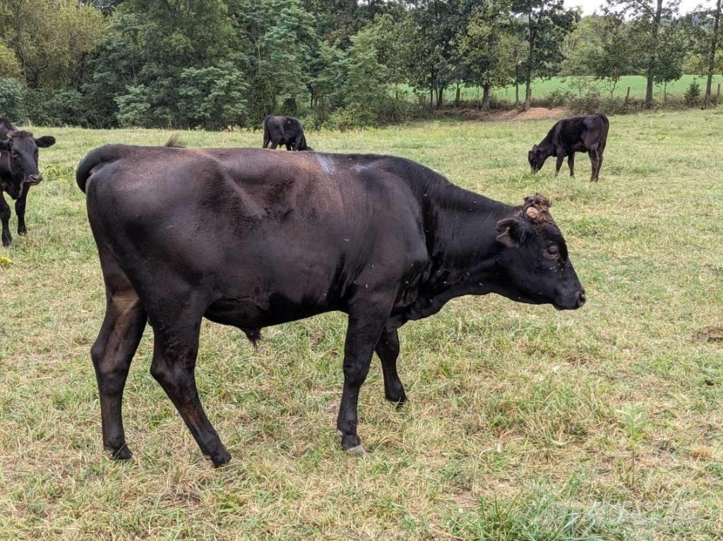 Bull (Organic Farm) Dojarki