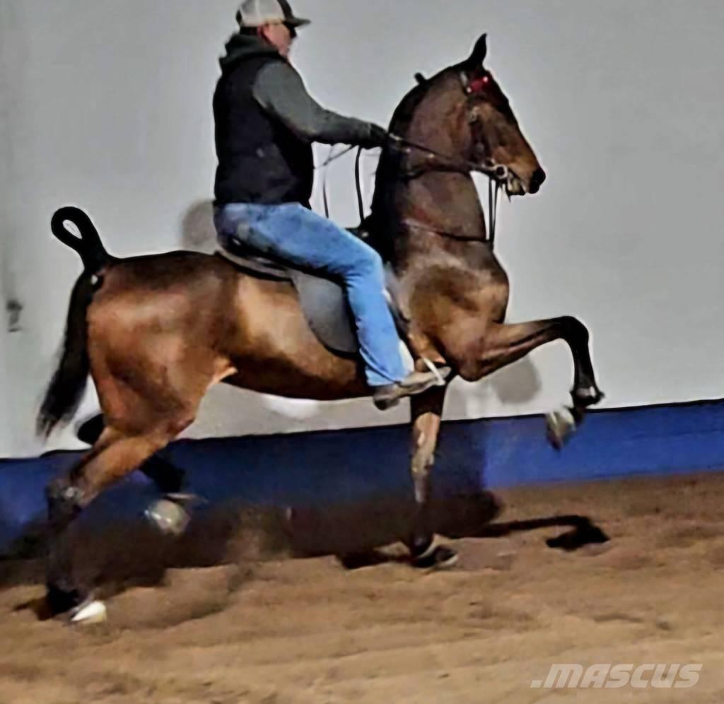  Horse Saddlebred Inny sprzęt do obsługi inwentarza żywego