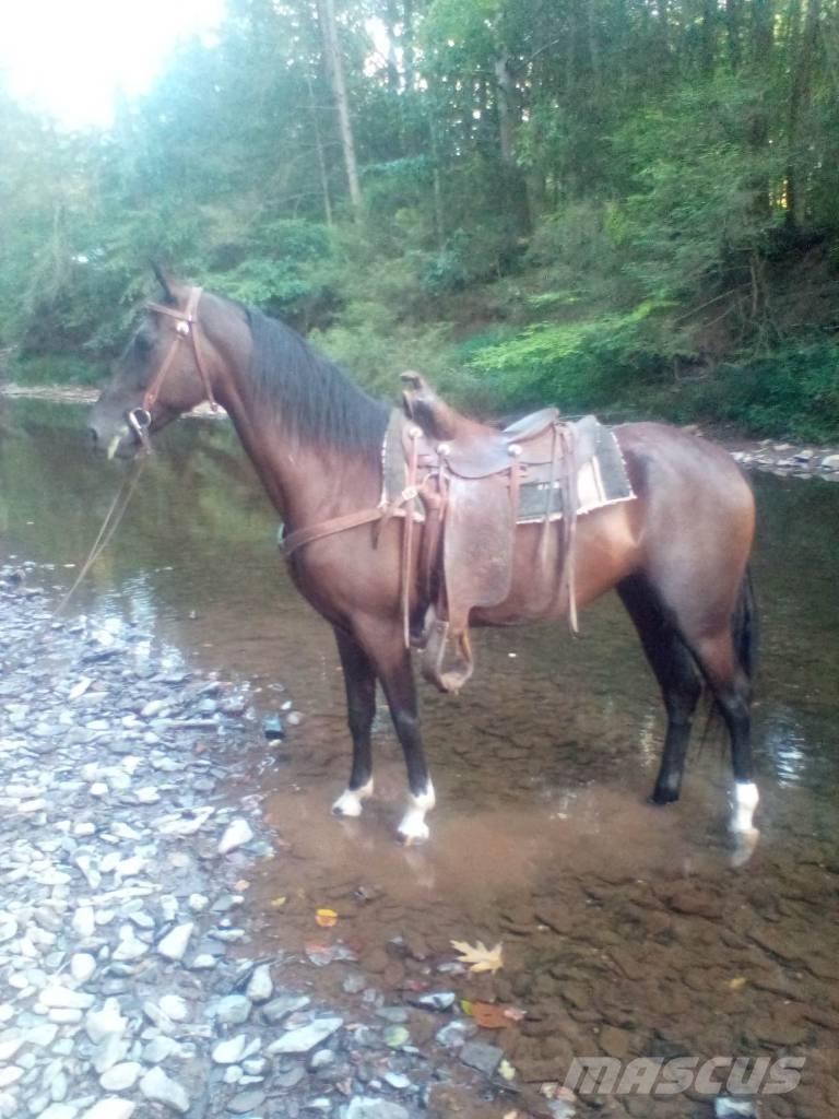  Horse Standaredbred Inny sprzęt do obsługi inwentarza żywego