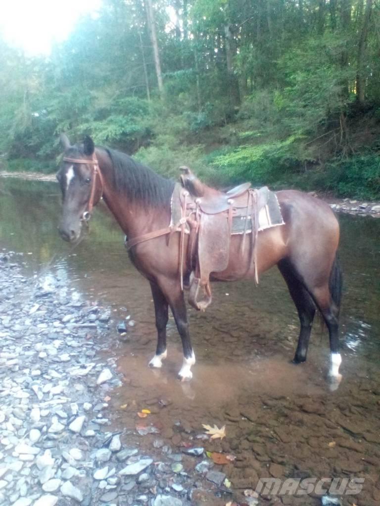  Horse Standaredbred Inny sprzęt do obsługi inwentarza żywego