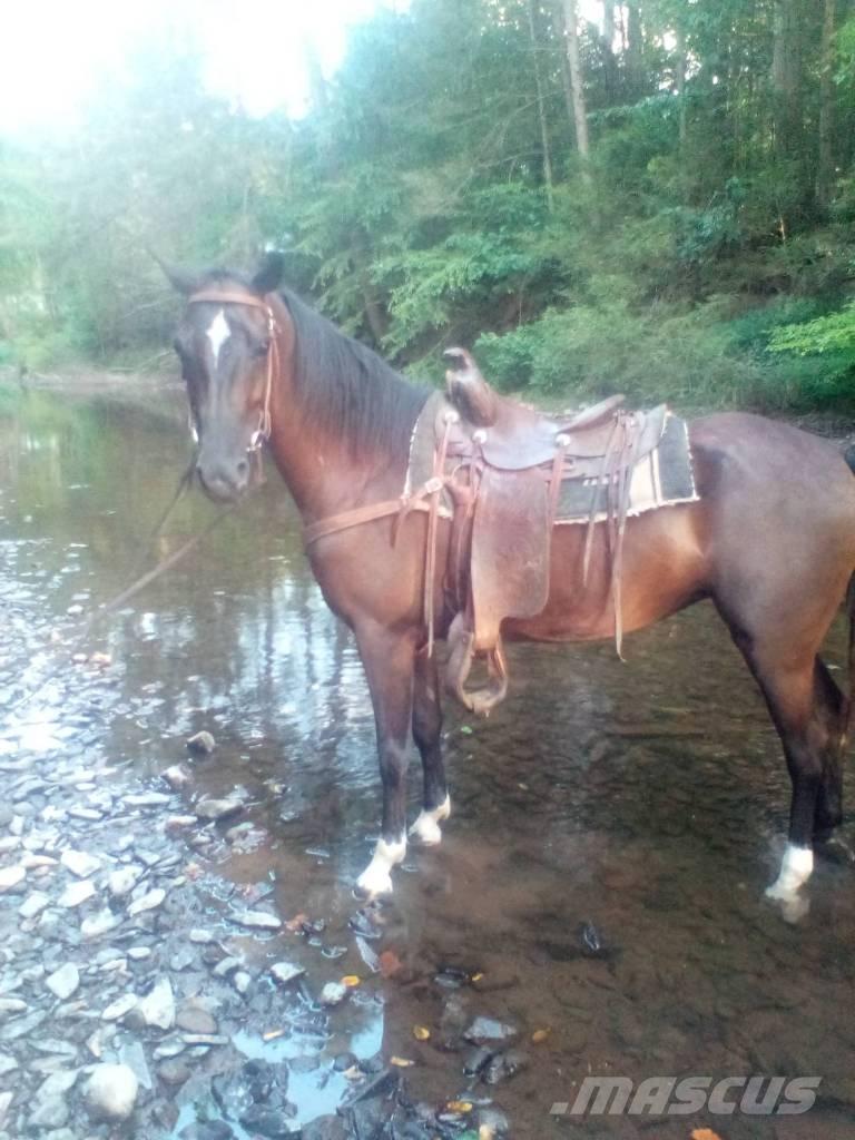  Horse Standaredbred Inny sprzęt do obsługi inwentarza żywego