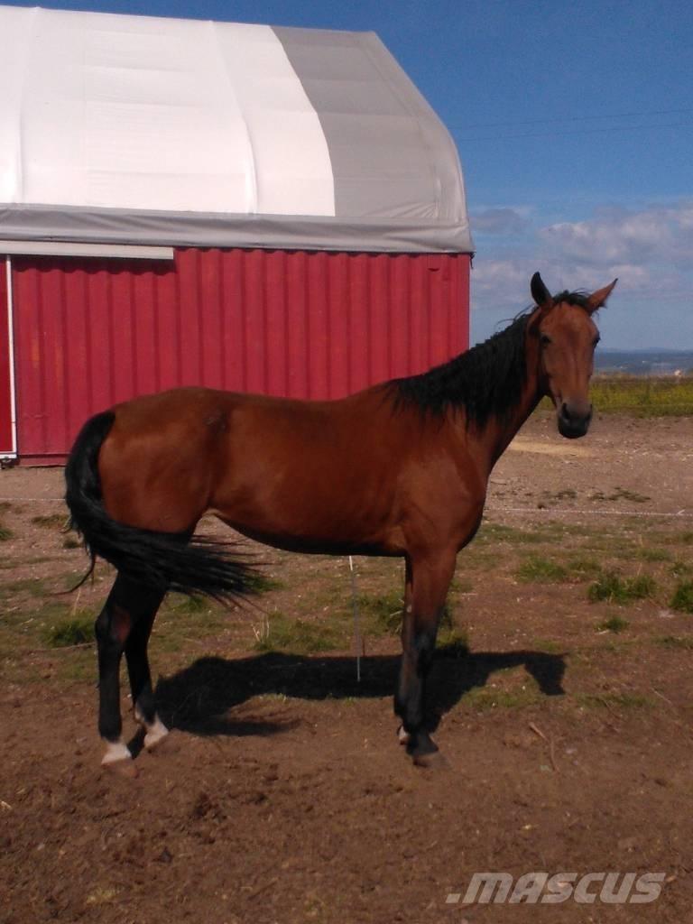  Horse Family Inny sprzęt do obsługi inwentarza żywego