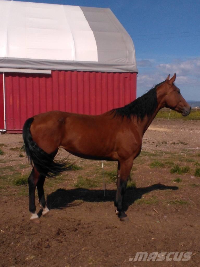  Horse Family Inny sprzęt do obsługi inwentarza żywego