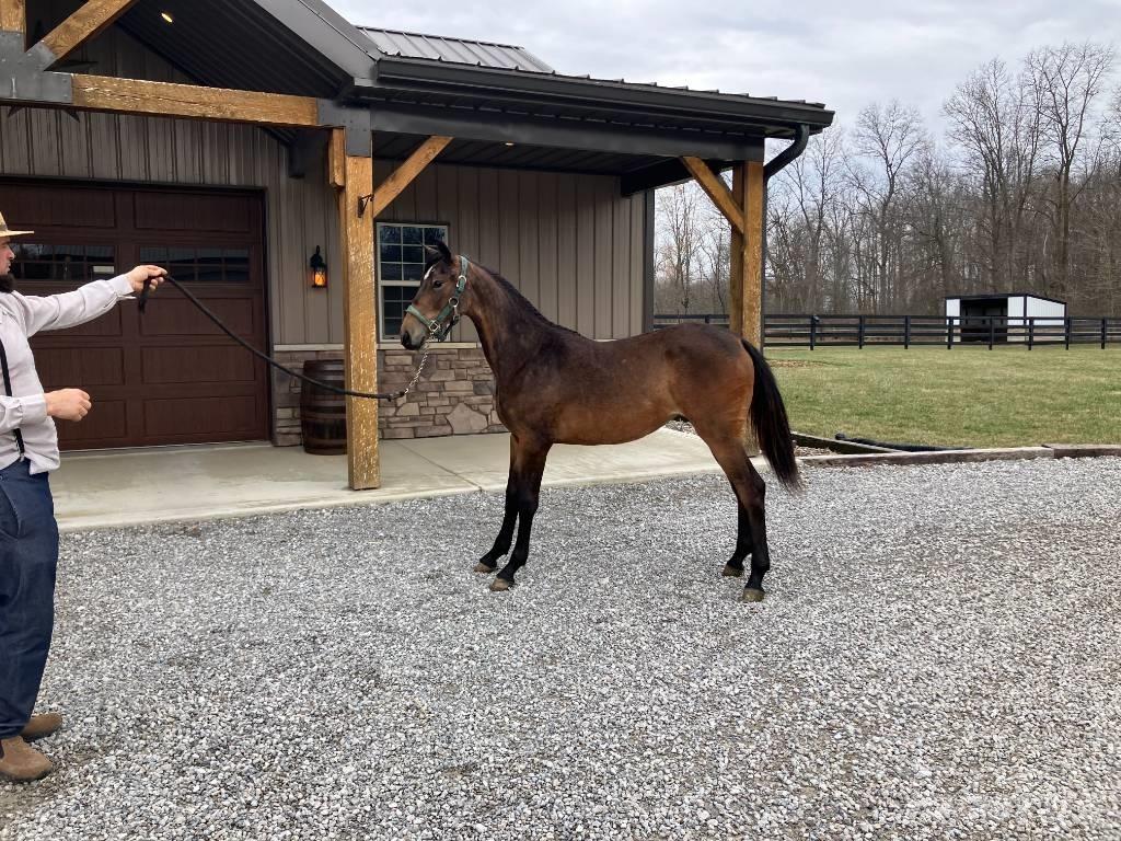 Morgan Filly Inne akcesoria do ciągników