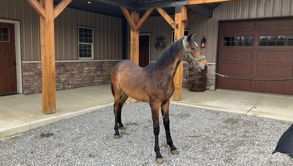 Morgan Filly Inne akcesoria do ciągników