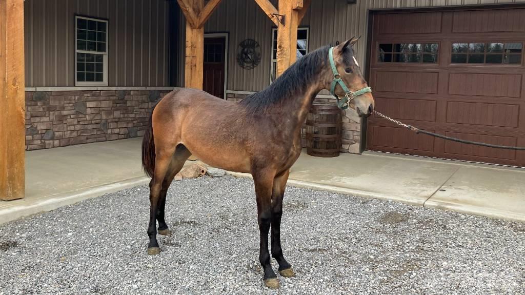 Morgan Filly Inne akcesoria do ciągników