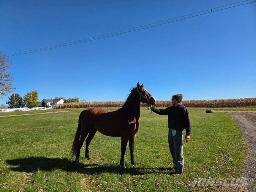  Horse Mare Inny sprzęt do obsługi inwentarza żywego