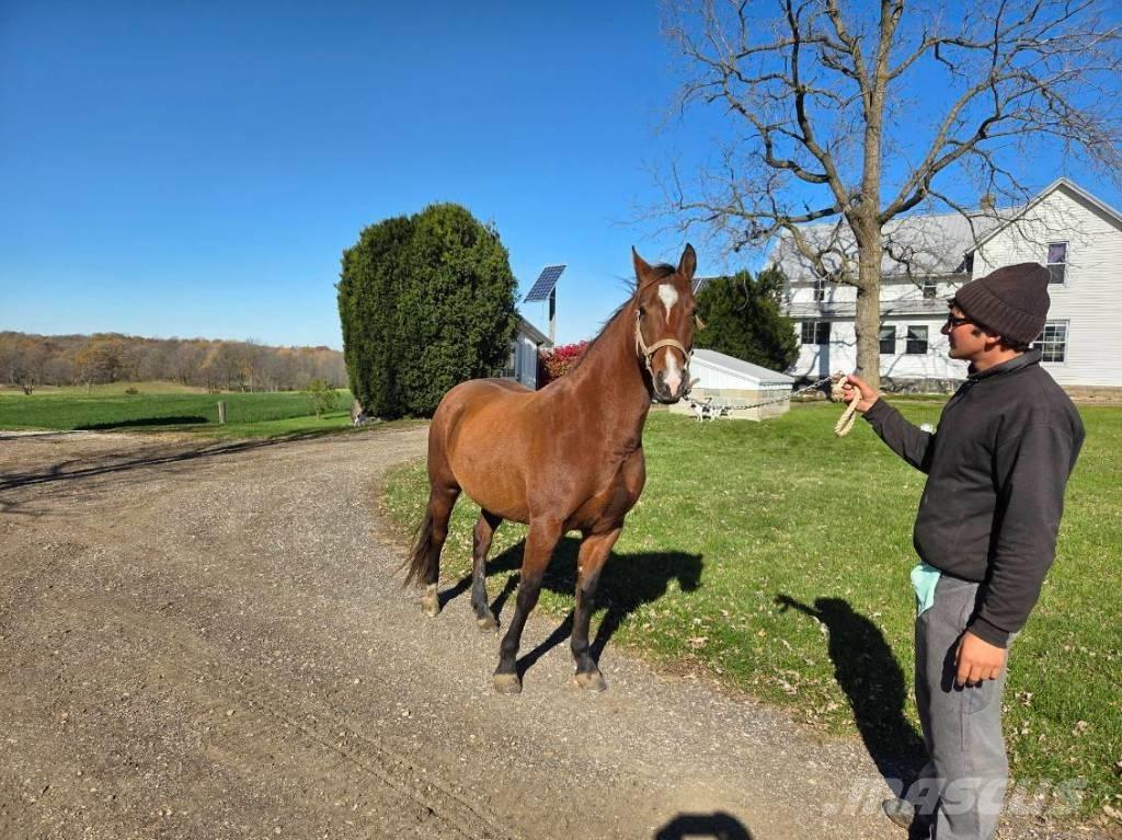  Horse Mare Inny sprzęt do obsługi inwentarza żywego