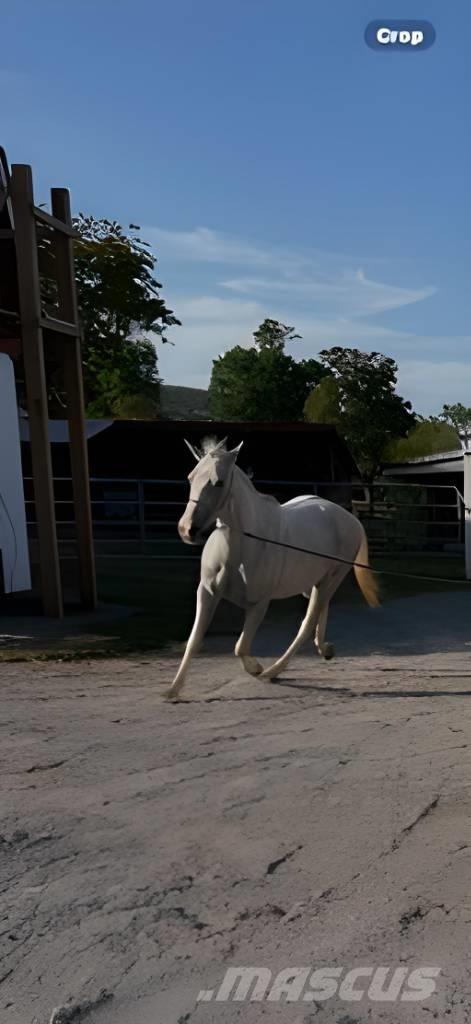  Horse Mare Inny sprzęt do obsługi inwentarza żywego