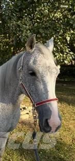  Horse Mare Inny sprzęt do obsługi inwentarza żywego
