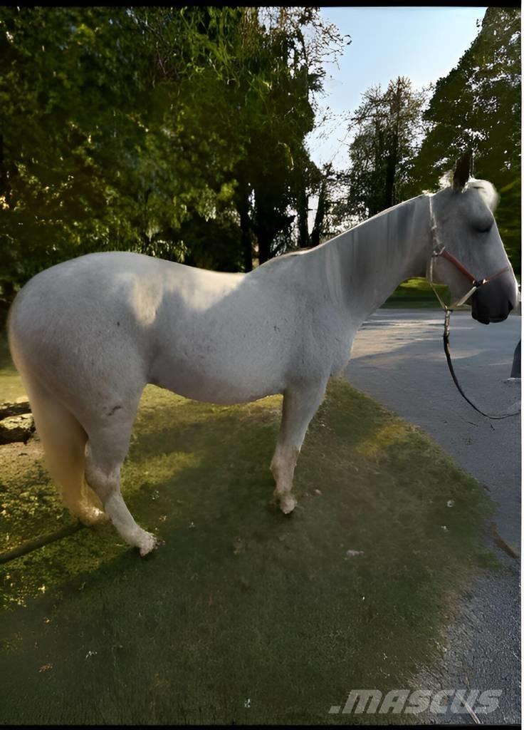  Horse Mare Inny sprzęt do obsługi inwentarza żywego