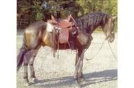  Horse Gelding Inny sprzęt do obsługi inwentarza żywego