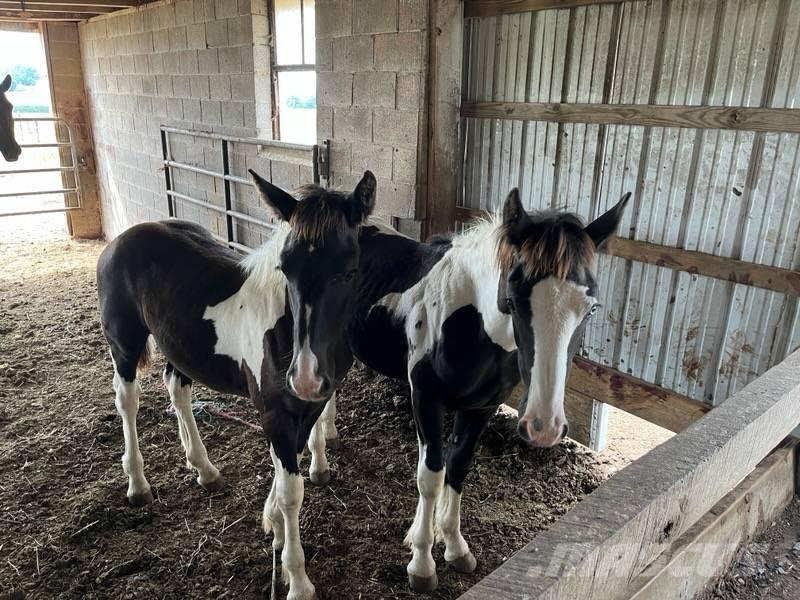  Horse Male Inny sprzęt do obsługi inwentarza żywego