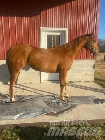  1-Year-Old Mare Maszyny budowlane - Inne