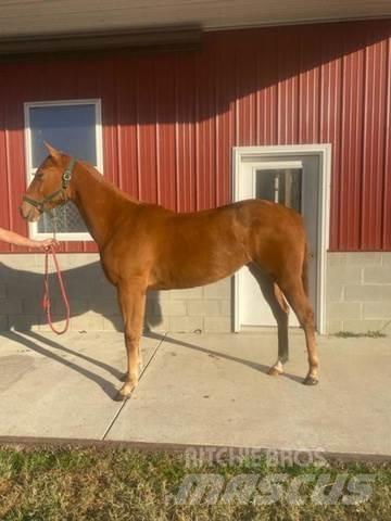  1-Year-Old Mare Maszyny budowlane - Inne