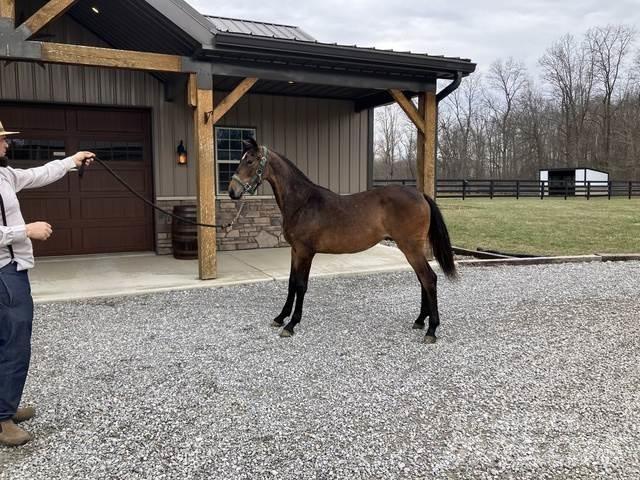 Morgan Filly Maszyny budowlane - Inne