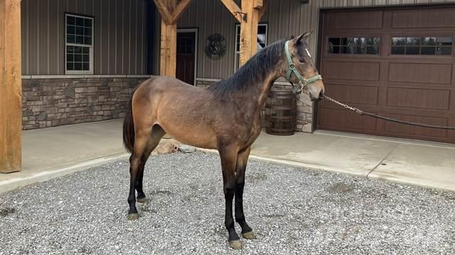 Morgan Filly Maszyny budowlane - Inne